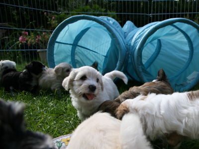 Bichon Havanais hvalpe hos Kennel Miki Nanoq